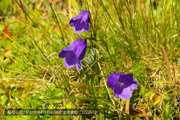 Campanula,06