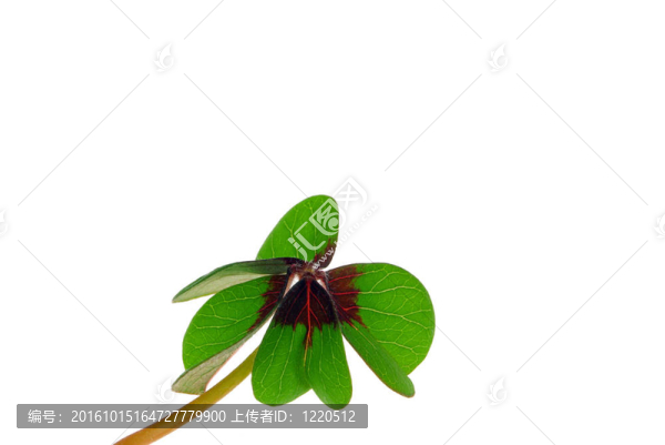 四片葉子的三葉草24