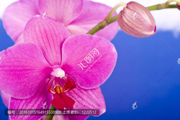 蘭花