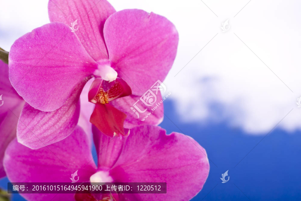 蘭花