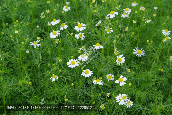 甘菊