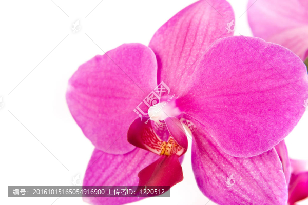 蘭花
