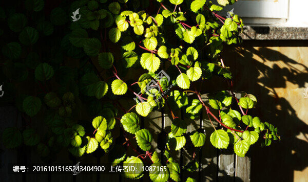 陽(yáng)光與鮮花
