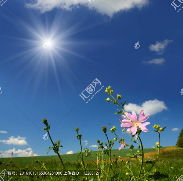 錦葵野花草地背景