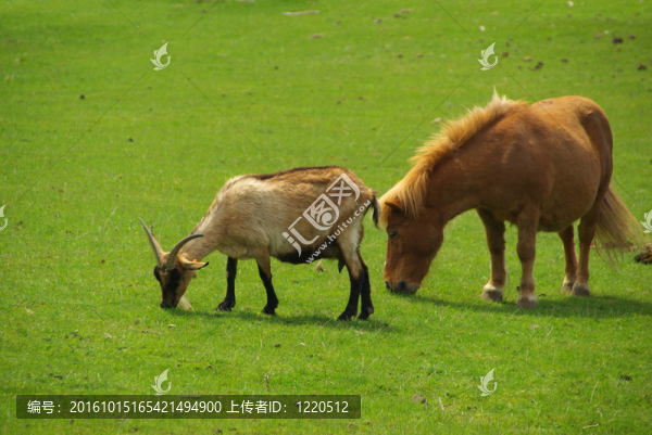 馬和山羊