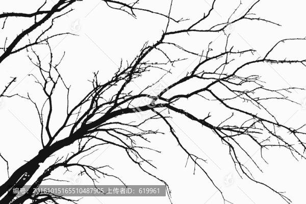 黑白樹樹枝