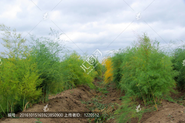 蘆筍11