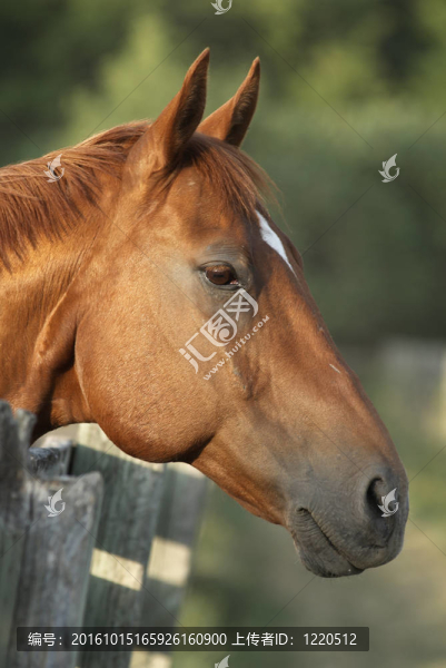 馬