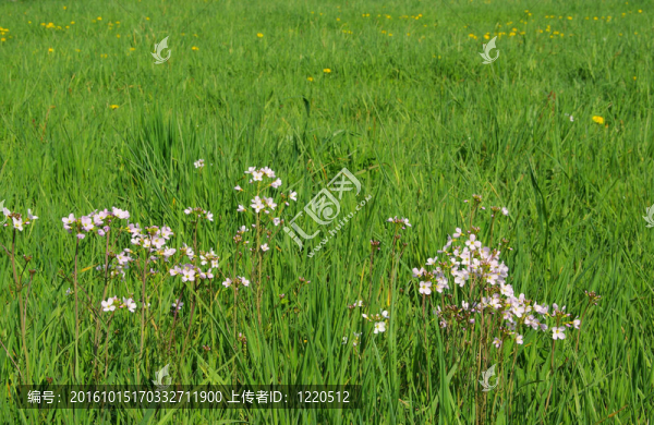 杜鵑花15