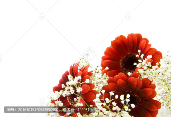 紅白色的花