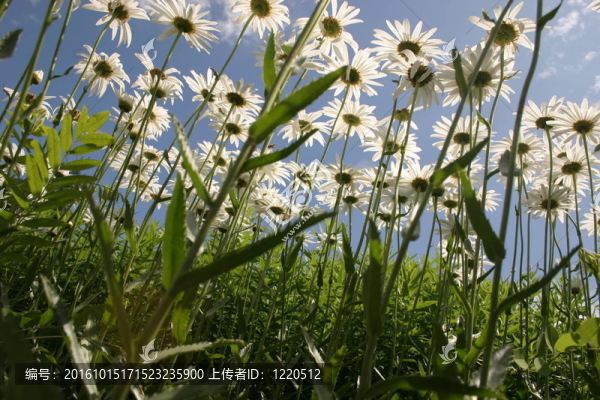 天空上的花