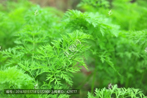 胡蘿卜葉,蔬菜葉