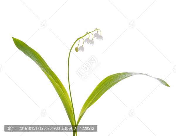 山谷的百合花