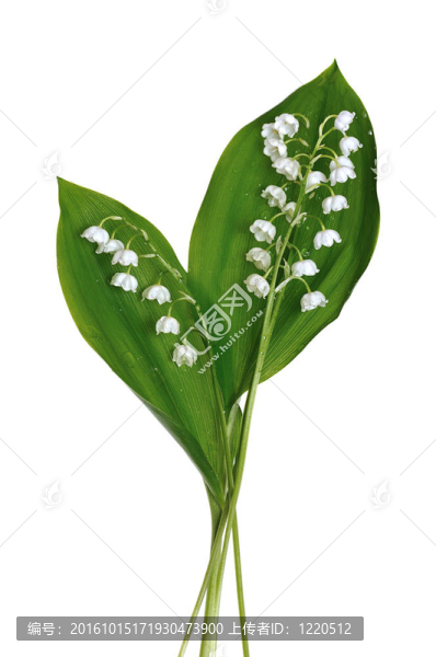 山谷的百合花