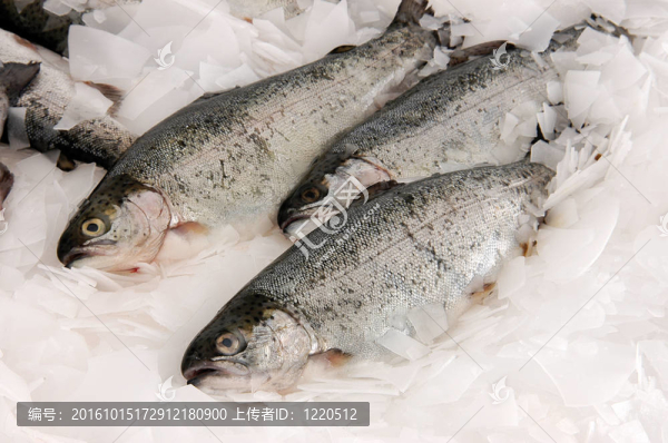 魚