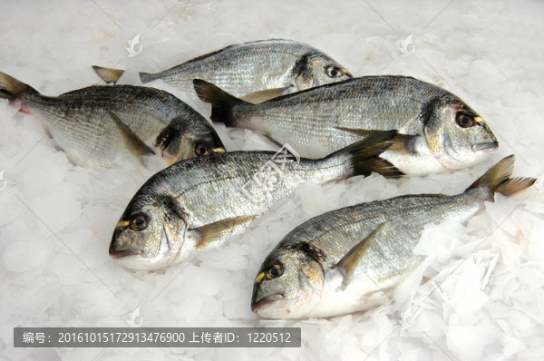 鳊魚