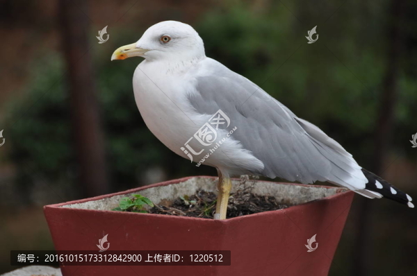 海鷗在花盆里