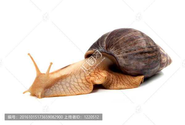 蝸牛