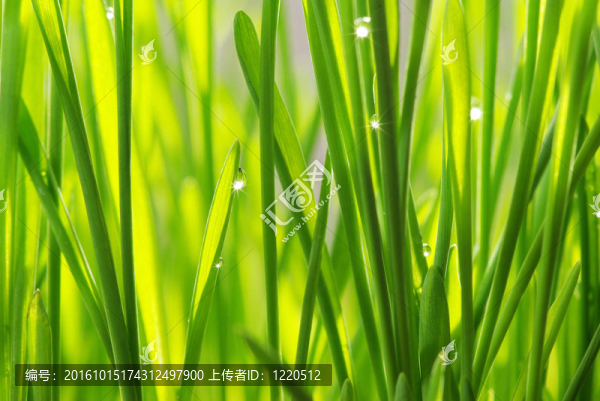 草