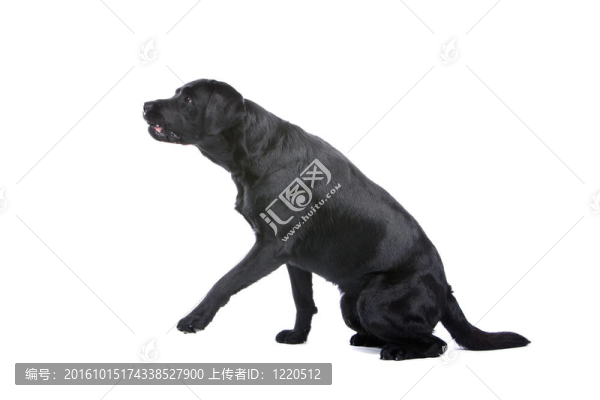 黑色拉布拉多犬