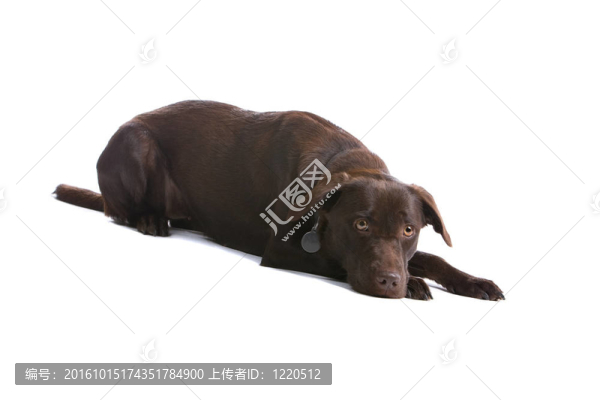 巧克力拉布拉多尋回犬