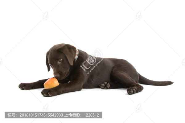 巧克力拉布拉多獵犬