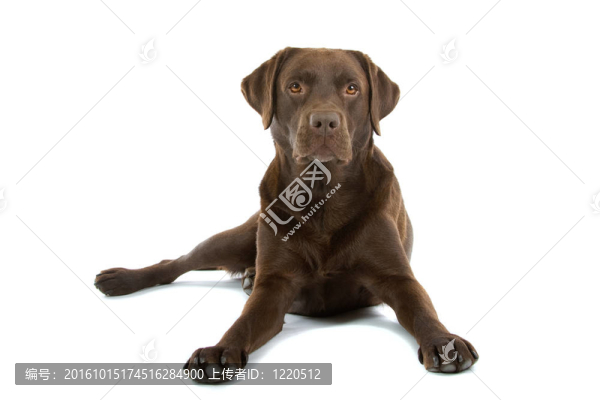 巧克力拉布拉多尋回犬