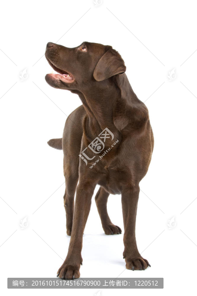 巧克力狗