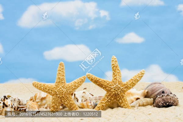 海貝殼