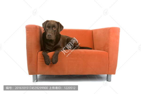 巧克力拉布拉多尋回犬