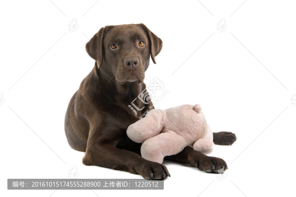 巧克力拉布拉多尋回犬