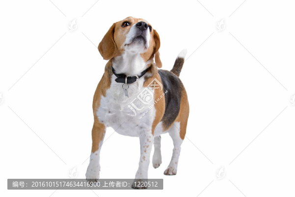 比格犬