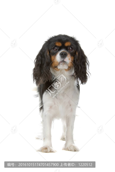 查爾斯王小獵犬的狗