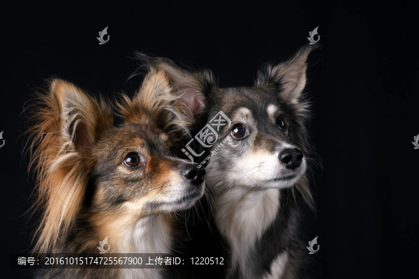 細心的狗