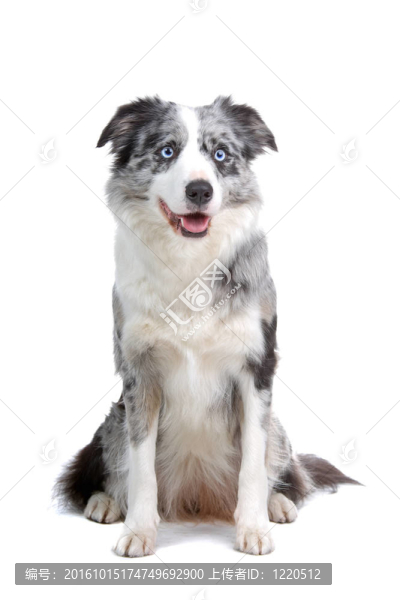 邊境牧羊犬