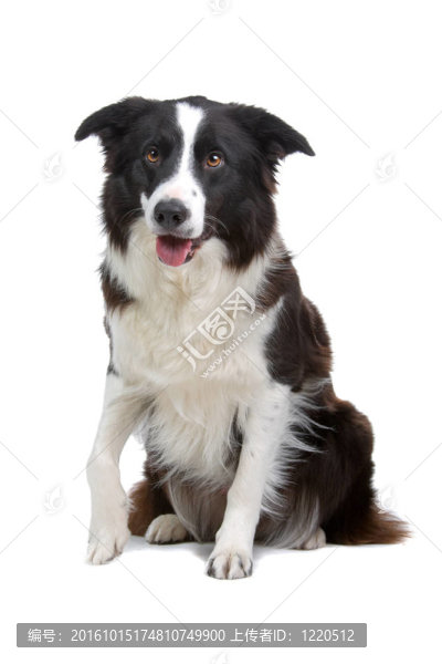 邊境牧羊犬