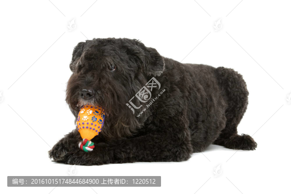 法蘭德斯牧牛狗
