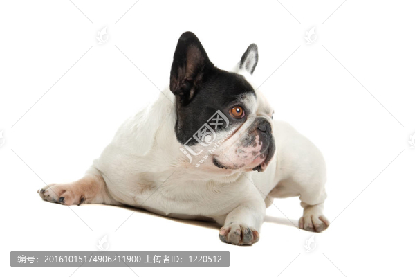 法國(guó)斗牛犬（法國(guó)佬）