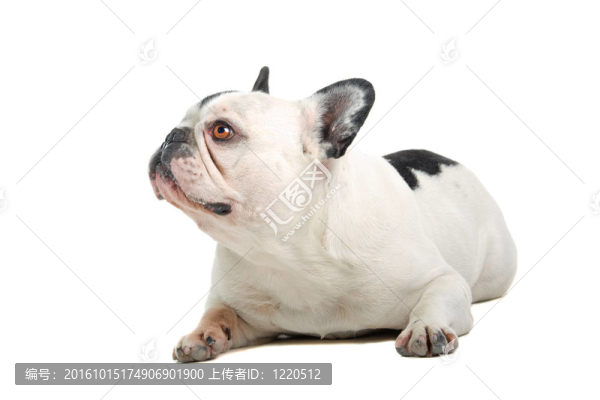 法國斗牛犬（法國佬）
