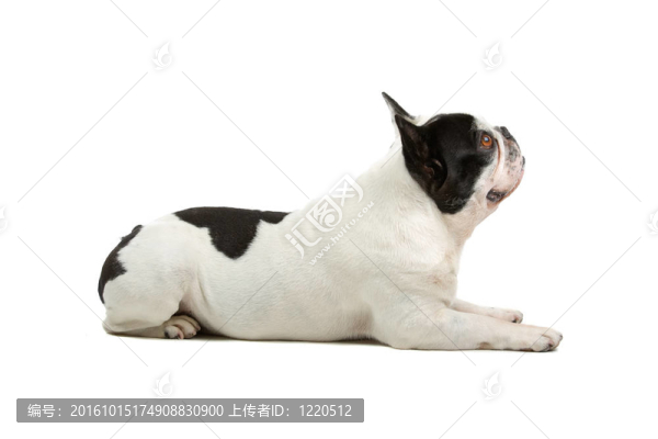 法國斗牛犬（法國佬）