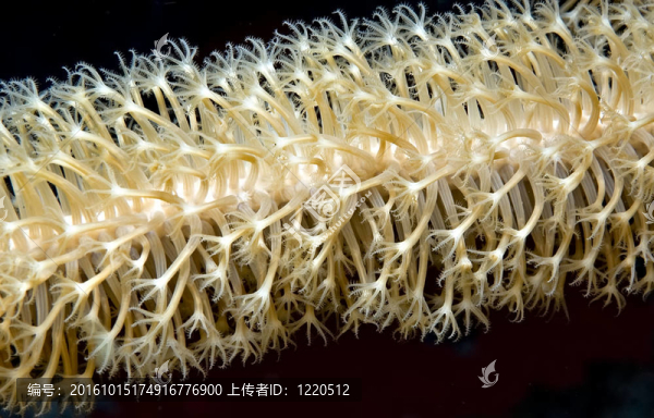 珊瑚蟲