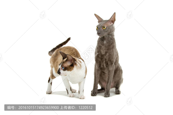 康沃爾郡的雷克斯貓