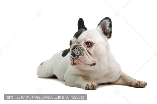 法國斗牛犬（法國佬）