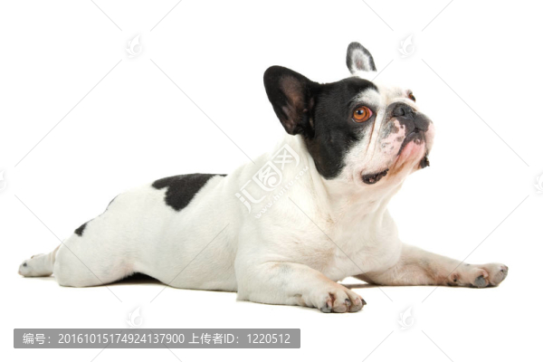 法國斗牛犬（法國佬）