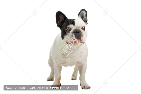 法國斗牛犬（法國佬）