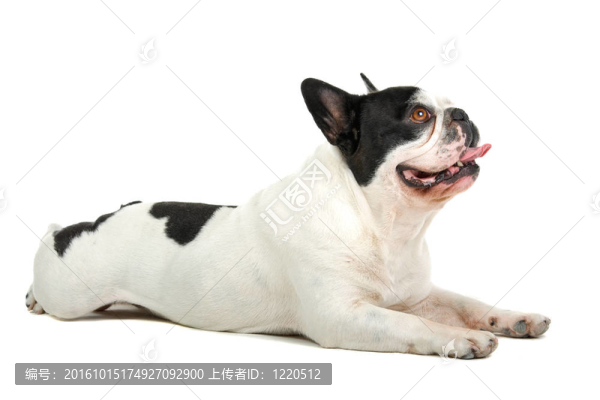 法國斗牛犬（法國佬）