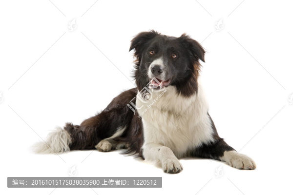 邊境牧羊犬