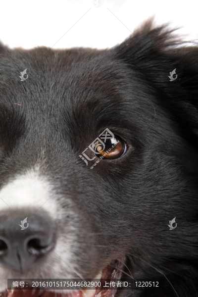 邊境牧羊犬