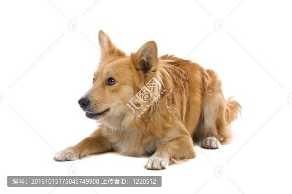 混合品種的狗