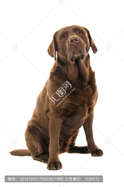 可愛的拉布拉多獵犬